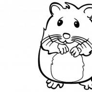 De bästa sagorna om en hamster Godnattsaga för barn om en hamster