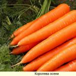 How to grow good carrots: growing rules