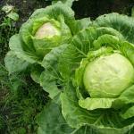 How to feed cabbage seedlings for growth after planting in the ground: fertilizers, folk remedies