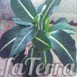 Home care for dieffenbachia spotted, the pros and cons of this plant