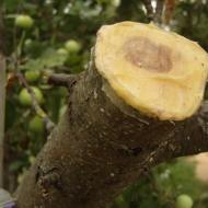 Bush quince pruning.  Quince pruning technology.  Quince propagation by cuttings