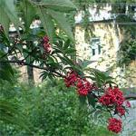 Elderberry: planting and care, pruning and propagation