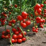 Affärsplan för att odla tomater