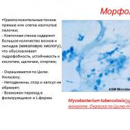 Mga katangian ng sanitary microbiology ng komposisyon ng cell wall ng tuberculosis bacteria