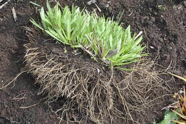 Gelenium flerårig plantering och vård växer från frö till plantor och i det öppna fältet När ska man skära gelenium för vintern