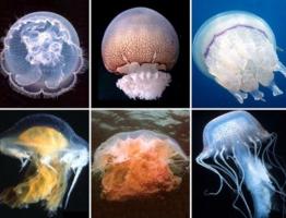 Cijela istina o tome kako se meduze razmnožavaju