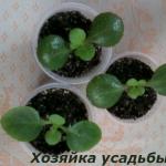 How does flowering Kalanchoe reproduce?