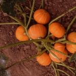 The main signs of pumpkin ripeness!