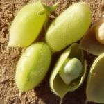 How to collect field peas Biological features of peas