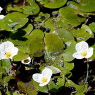 Rośliny wodne: rodzaje, opis, nazwy Kwiaty na nazwie jeziora