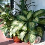 Dieffenbachia at home, care and reproduction, photo