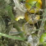 What does late blight look like on tomatoes?