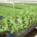 Пекінська капуста: особливості вирощування