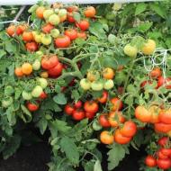 Recenzje pomidora Irina f1, zdjęcia i opis odmiany