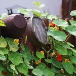 Paano palaguin ang nasturtium mula sa mga buto at maayos na pangalagaan ang halaman sa bukas na larangan?