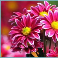 Garden chrysanthemum - planting and caring for a perennial, photo Chrysanthemum flowers are perennial