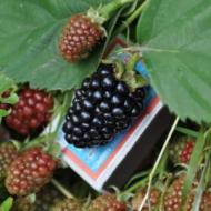 Blackberries in autumn - pruning and caring for garden blackberries