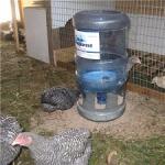 Jak zrobić karmnik dla kurczaków własnymi rękami?
