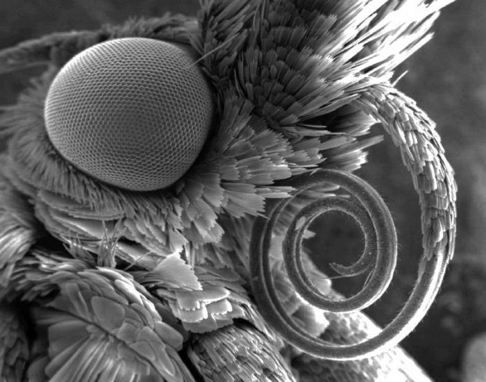Mga tampok ng anatomy: puso ng insekto at iba pang mga panloob na organo