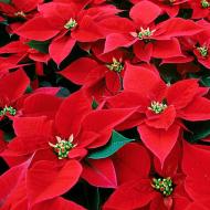 Conditions for growing poinsettia beautiful and caring for it at home