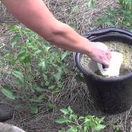 Gödselmedel för trädgårdsväxter Video: Recept på enkla och billiga förband