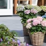 Large-leaved hydrangea (photo) - planting and care, varieties and propagation Fiery red hydrangea