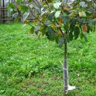 Fertilizing fruit trees and shrubs in spring