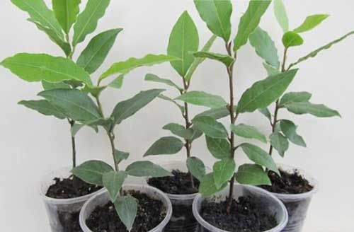 Planting and maintenance of laurel at home