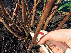Rules for cutting hydrangea paniculata