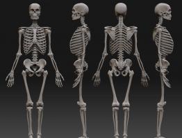 Osnovna tkiva, građa ljudskog kostura Koje tkivo čini kostur odraslog čovjeka
