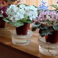 Find out how to water violets correctly and your plants will thank you!