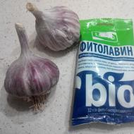 How to properly prepare winter garlic for sowing How to soak garlic before planting