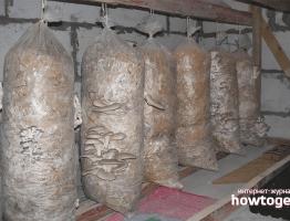 Growing oyster mushrooms in a home basement