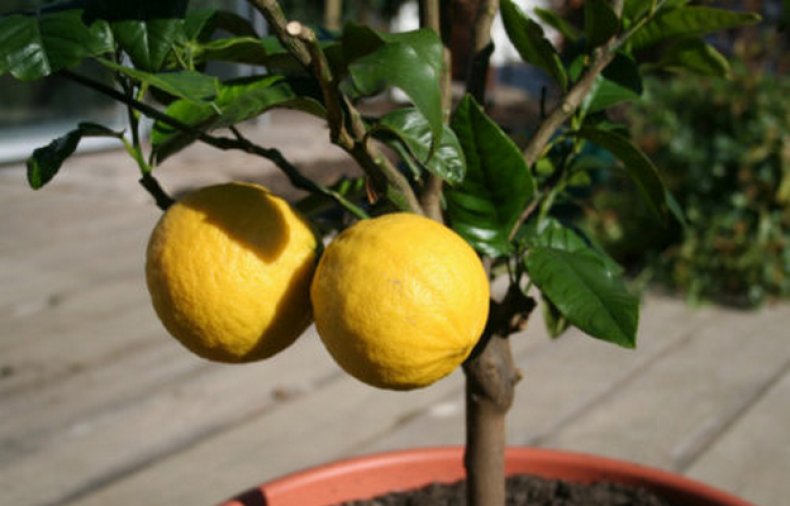 Growing a lemon from the stone: photo