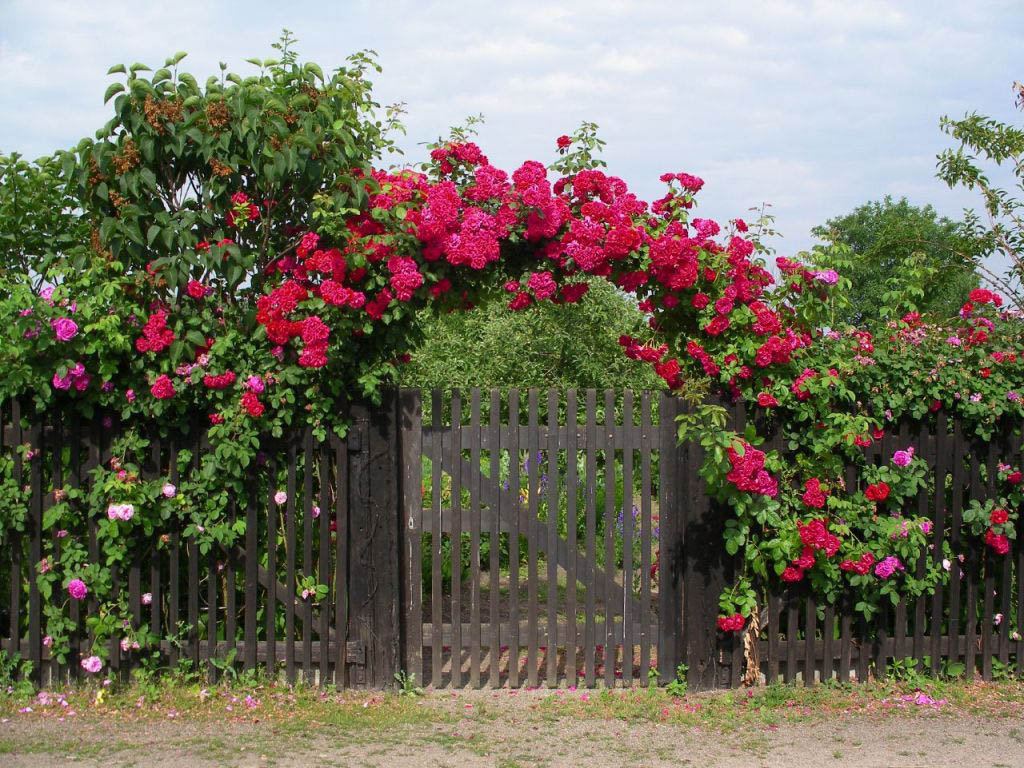 Značajke raste penjanje ruže: nijanse sadnje i brige za cvijeće u vrtu