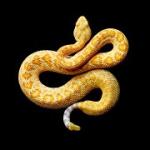 Miért álmodik a kígyókról: a különböző álomkönyvek értelmezései