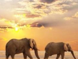 Dlaczego marzysz o uratowaniu słonia?