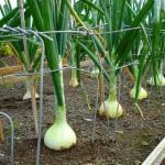 How to determine when to remove onions from the garden for storage?
