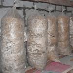 Lumalagong oyster mushroom sa isang basement ng bahay
