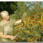 Sea buckthorn in open ground - all about planting, care and propagation