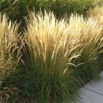 Ornamental grasses and grasses in your garden Ornamental grains and grasses in landscape design