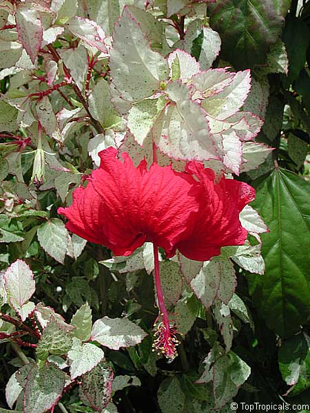 Hibiscus - home care and cultivation