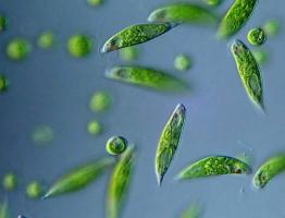 Euglena green Siedlisko eugleny zielonej