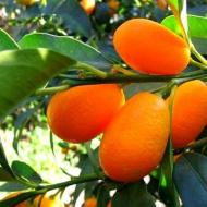 Kumquat: growing at home from the stone