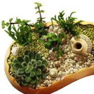 DIY cactus mini gardens