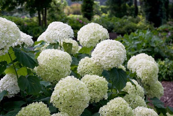 Pruning hydrangea: how and when to prune a hydrangea in spring and autumn, scheme