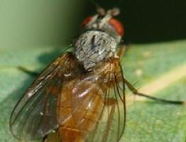 Як боротися з малиновою мухою восени