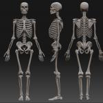 Základné tkanivá, stavba kostry človeka Aké tkanivo tvorí kostru dospelého človeka