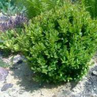 Buxwood - egyedülálló örökzöld növény a kertjébe Buxwood örökzöld ültetés és gondozás