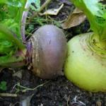 Ռուտաբագա - ի՞նչ բանջարեղեն է այն, օգուտներն ու հակացուցումները, օգտագործումը խոհարարության, կոսմետոլոգիայի և ժողովրդական բժշկության մեջ: